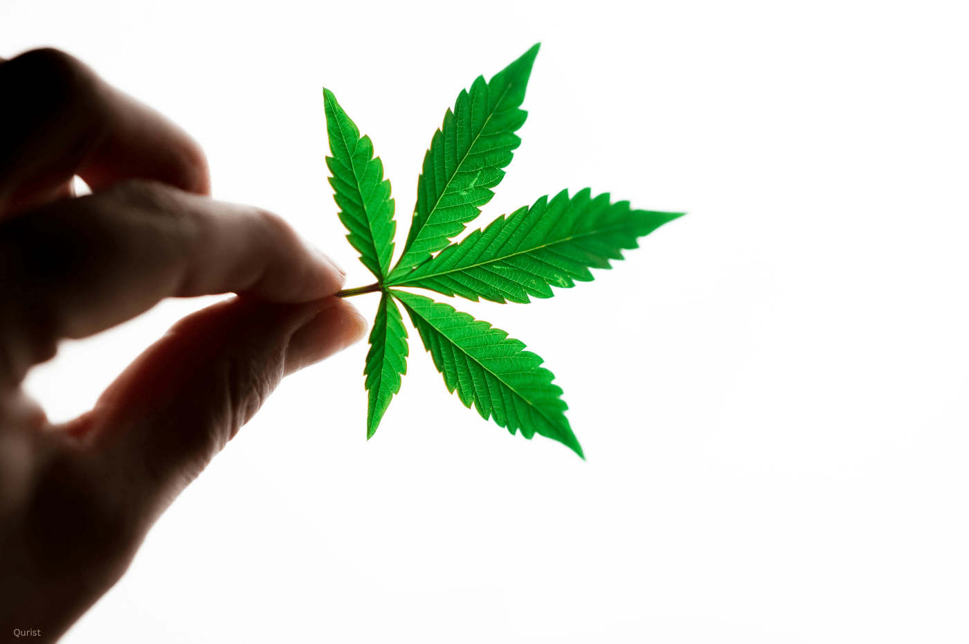 Cannabis Conversations: How to Talk to Indian Parents About Medical Cannabis