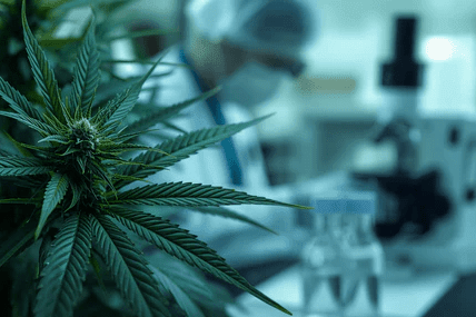 Cannabis vs Marijuana: What the US Reclassification Means for us