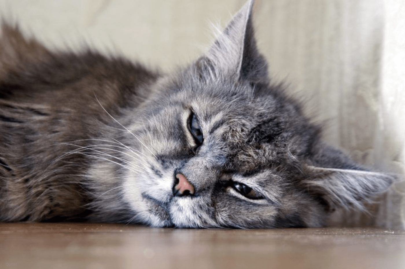 CBD for cats with tumour