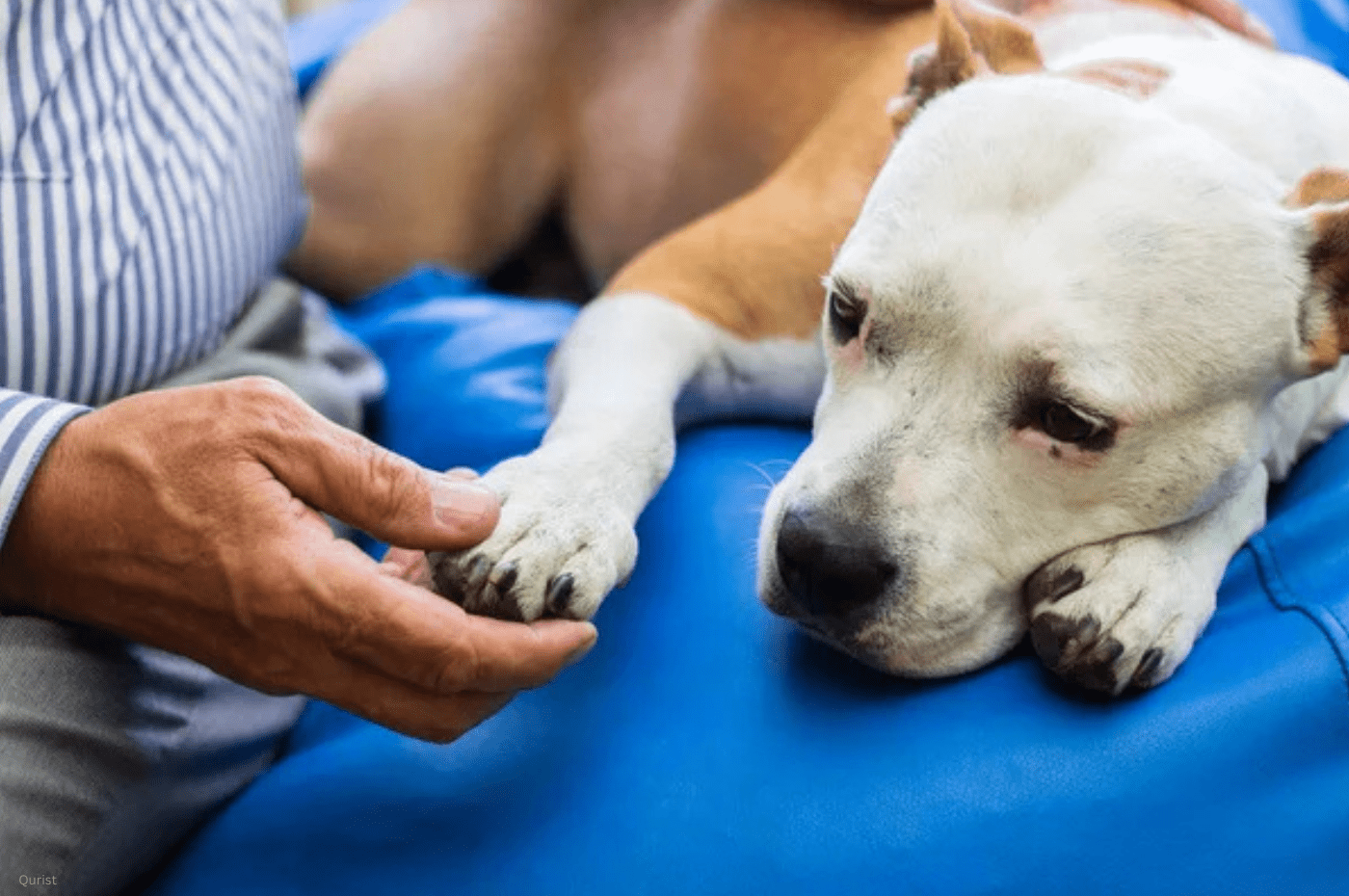 CBD for Dogs with Cancer