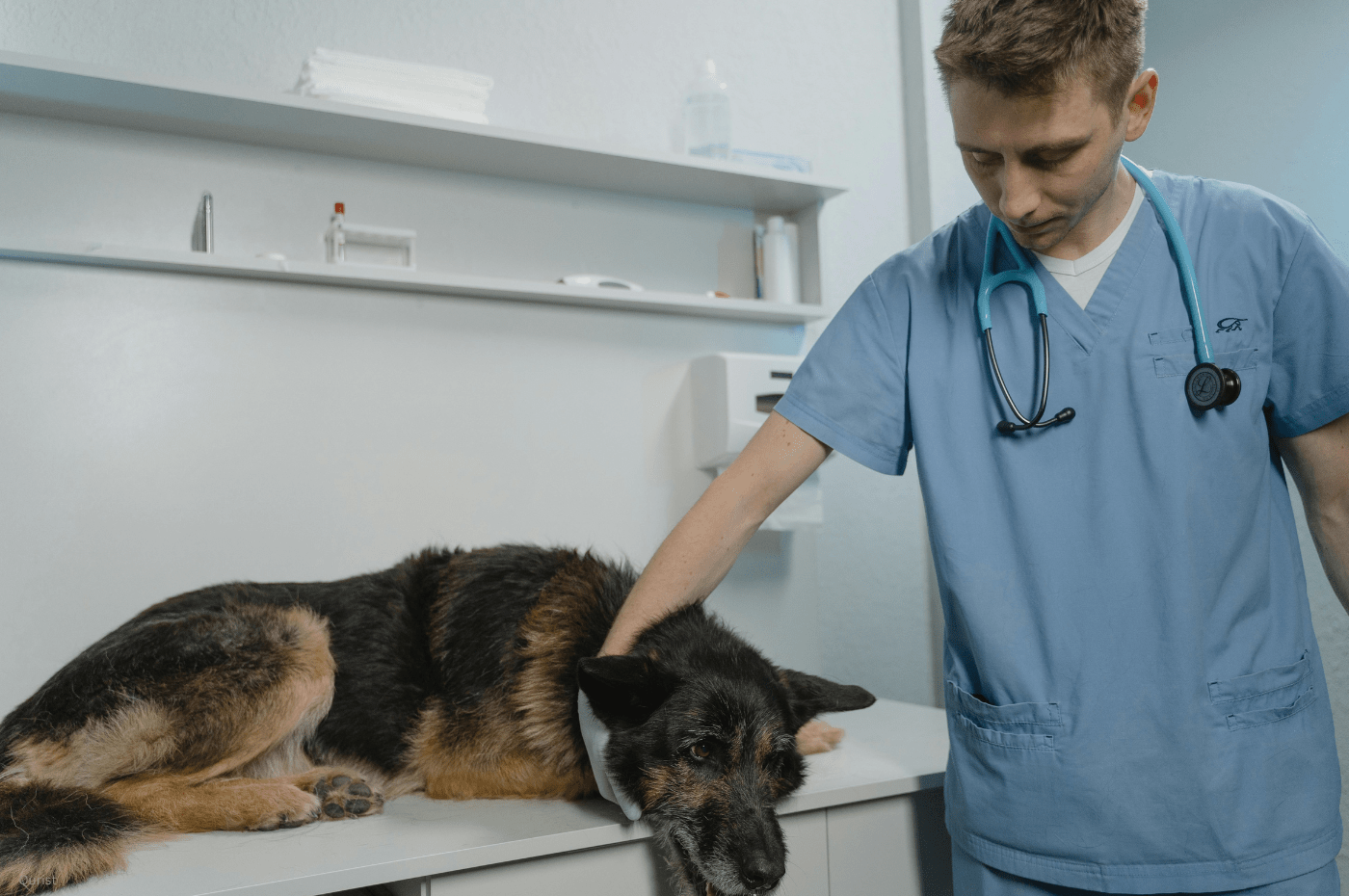 CBD for Dogs with CHF