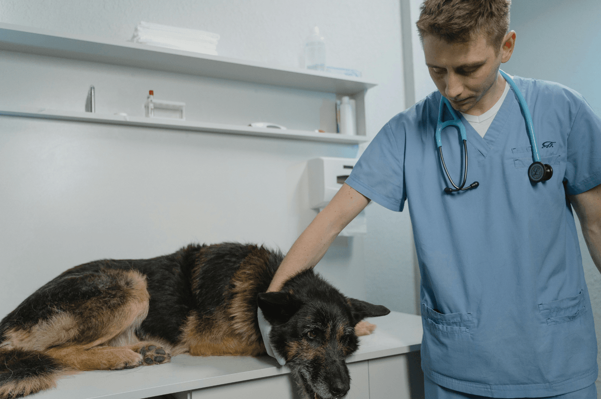 CBD for Dogs with CHF