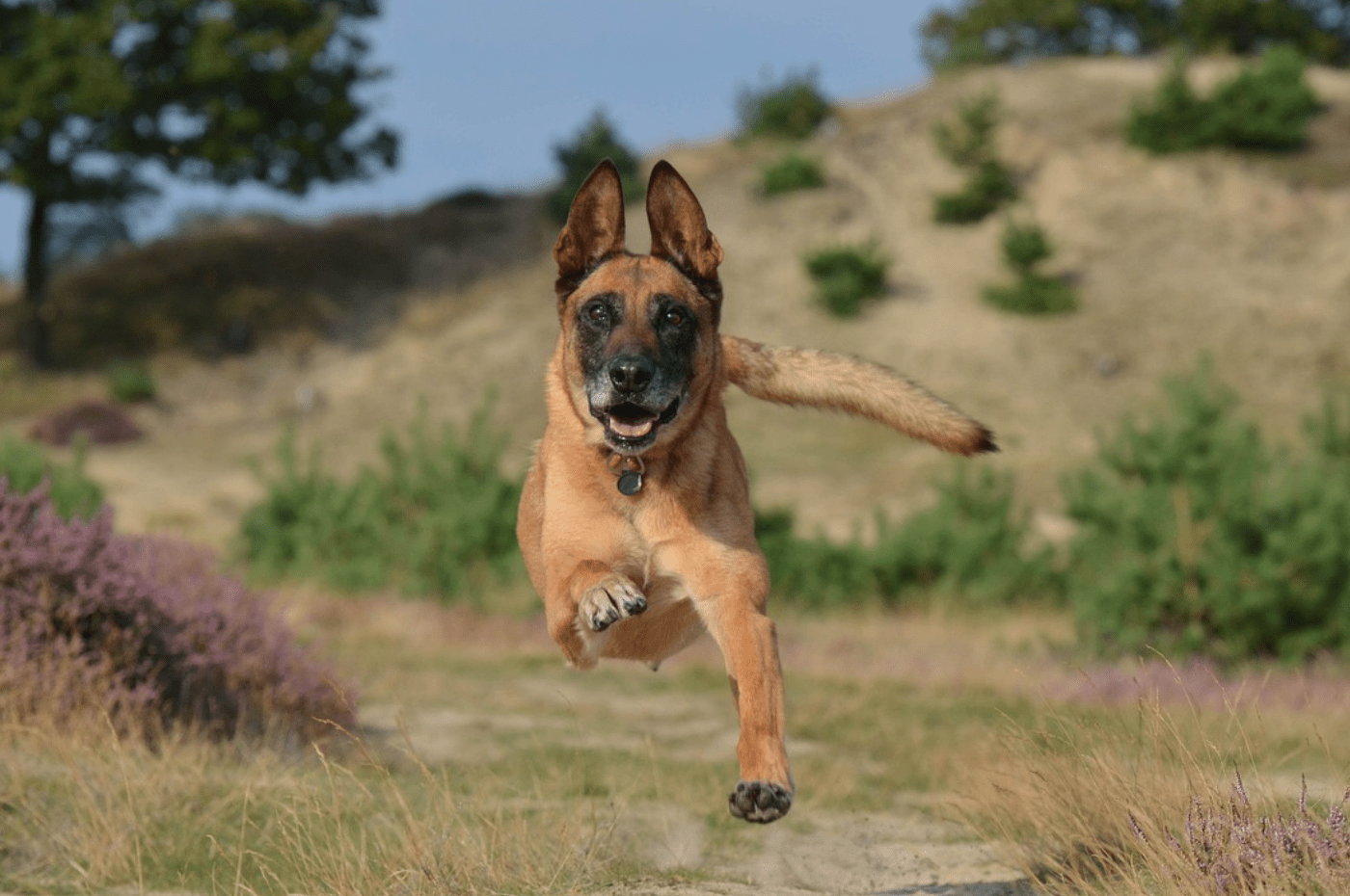 CBD for German Shepherds