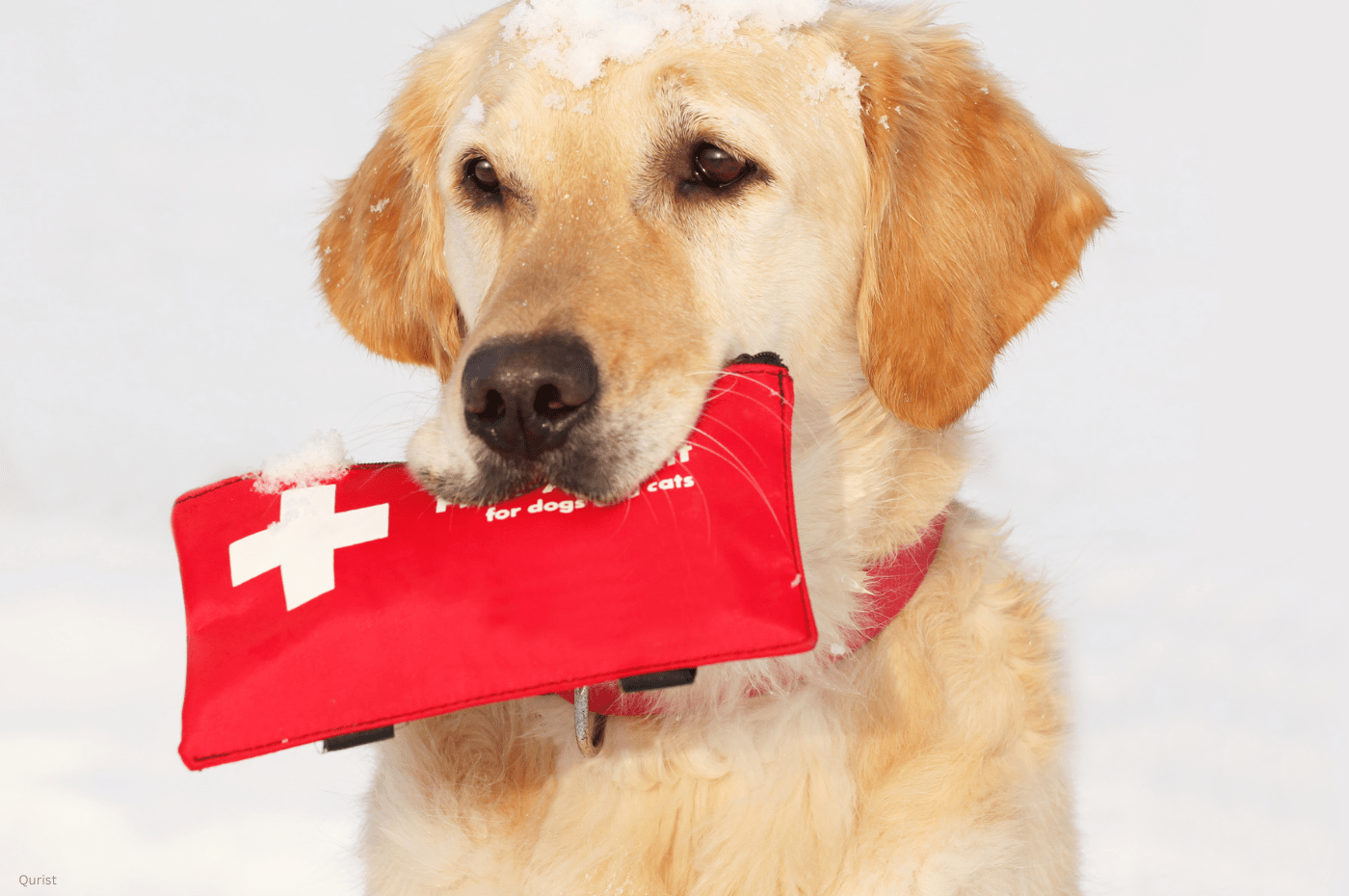 CBD for Parvovirus in Dogs