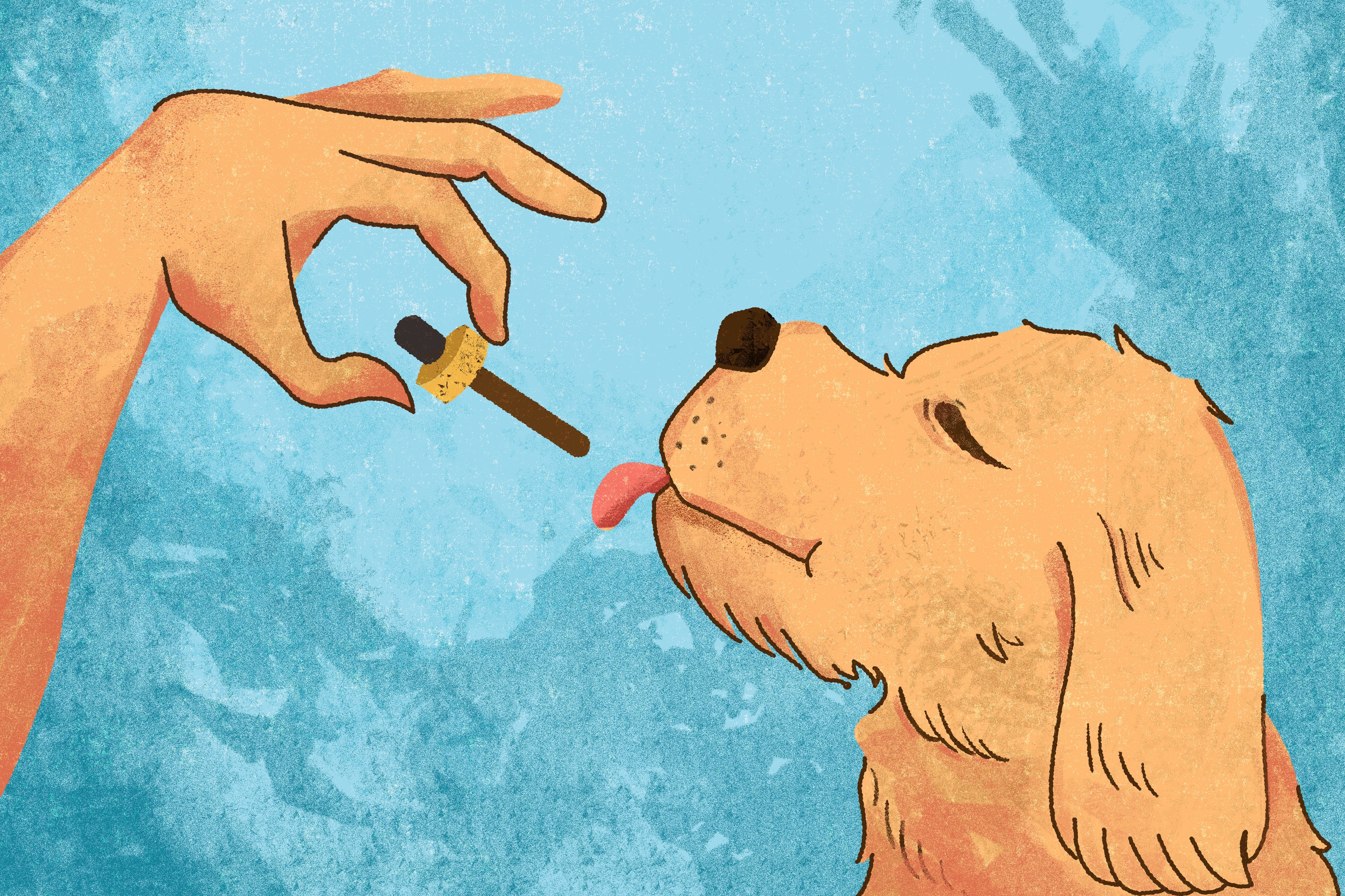 CBD Oil for Dogs and Pets