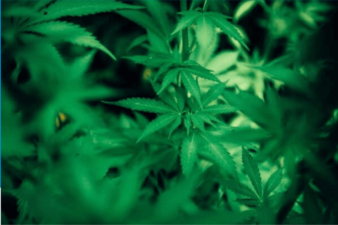 CBD oil and gabapentin