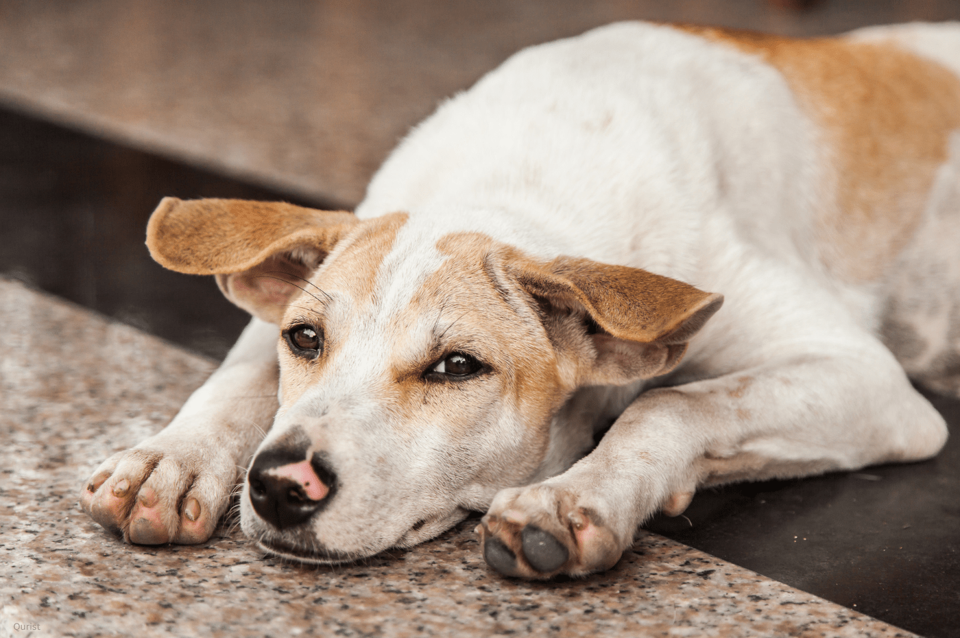 How to Manage a Collapsed Trachea in Dogs