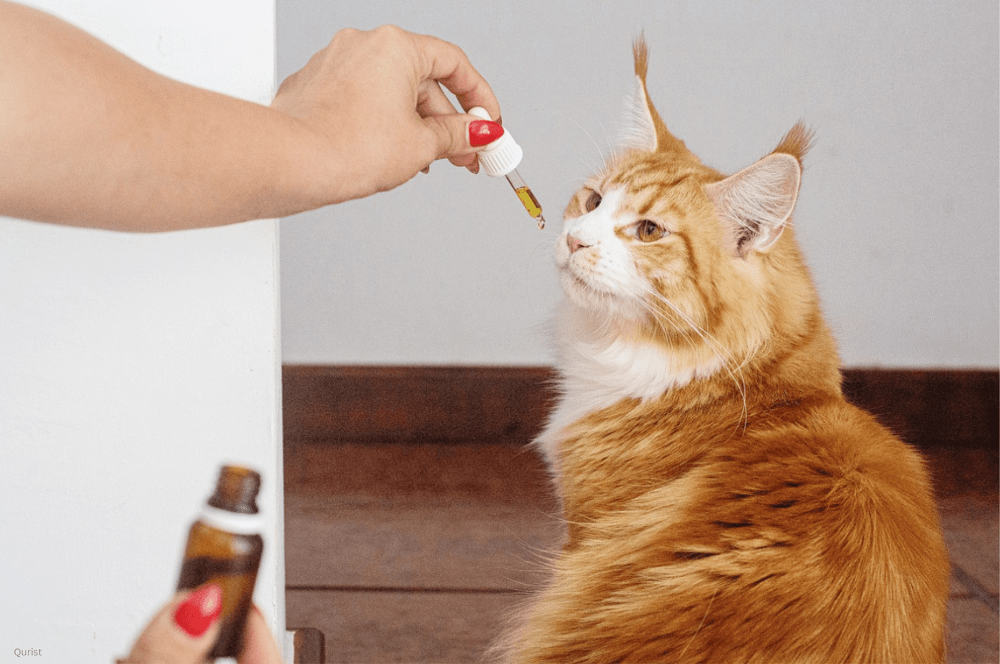 How to Treat Cats with Stomatitis