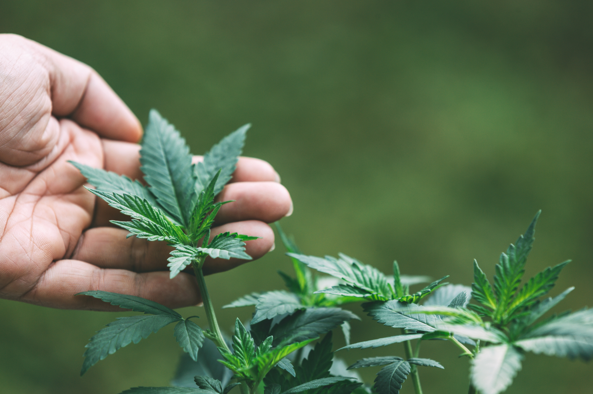 indica vs sativa