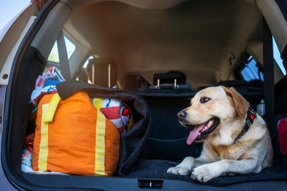 Keeping Your Dog Calm During Winter Travel and the Holiday Season