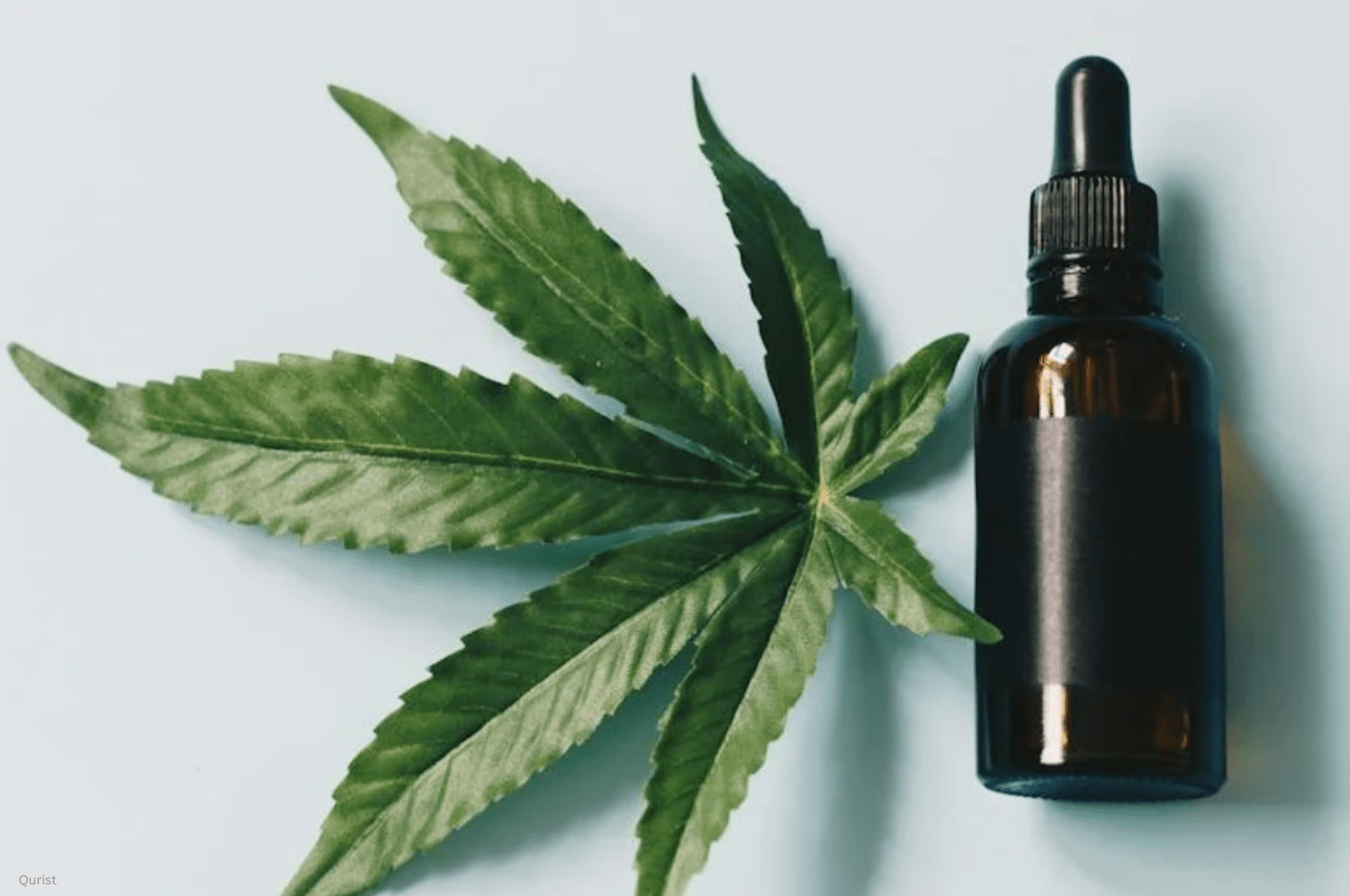 CBD Oil Popularity