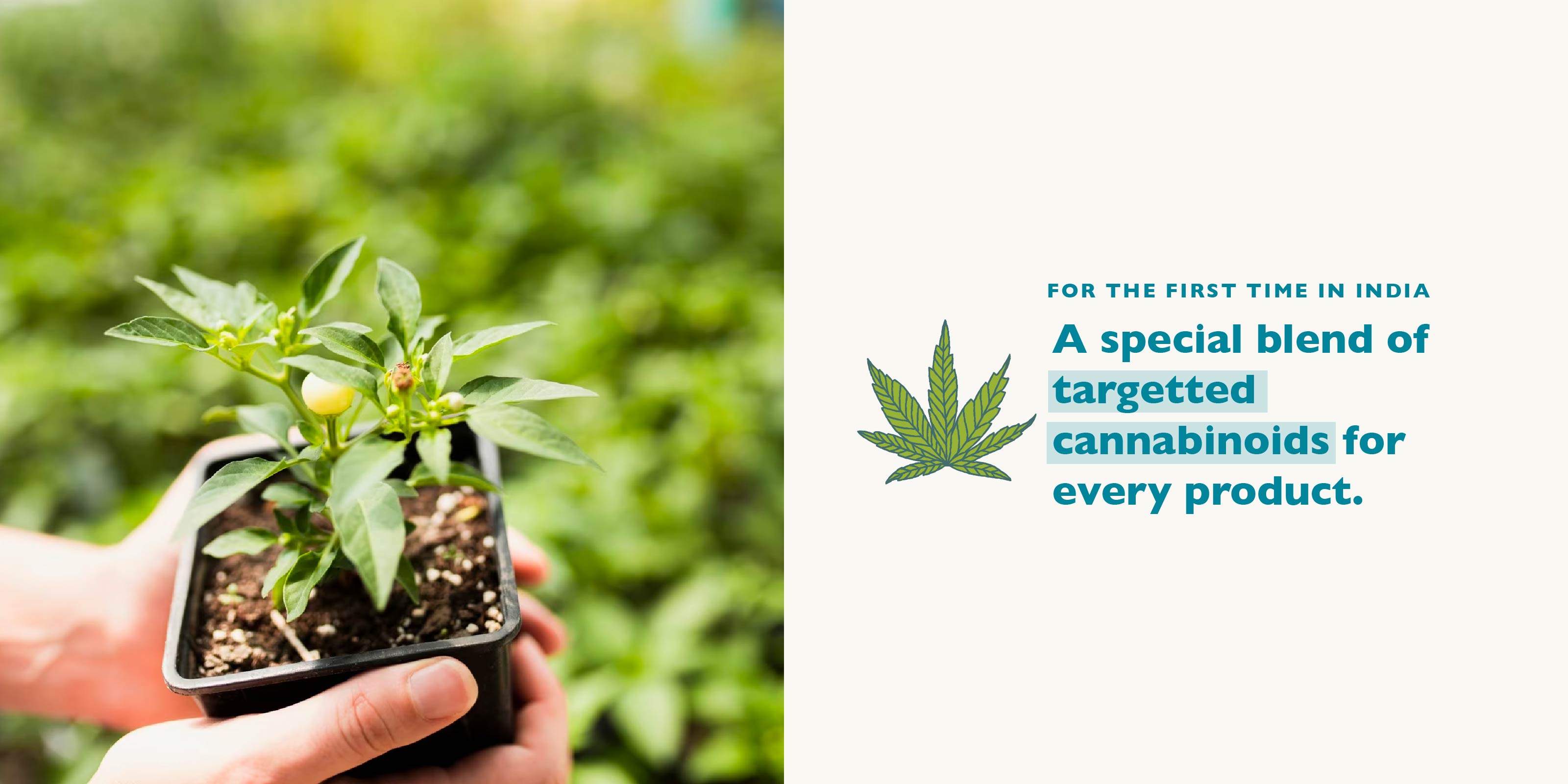 cannabinoids-plant-for-cbd-oil