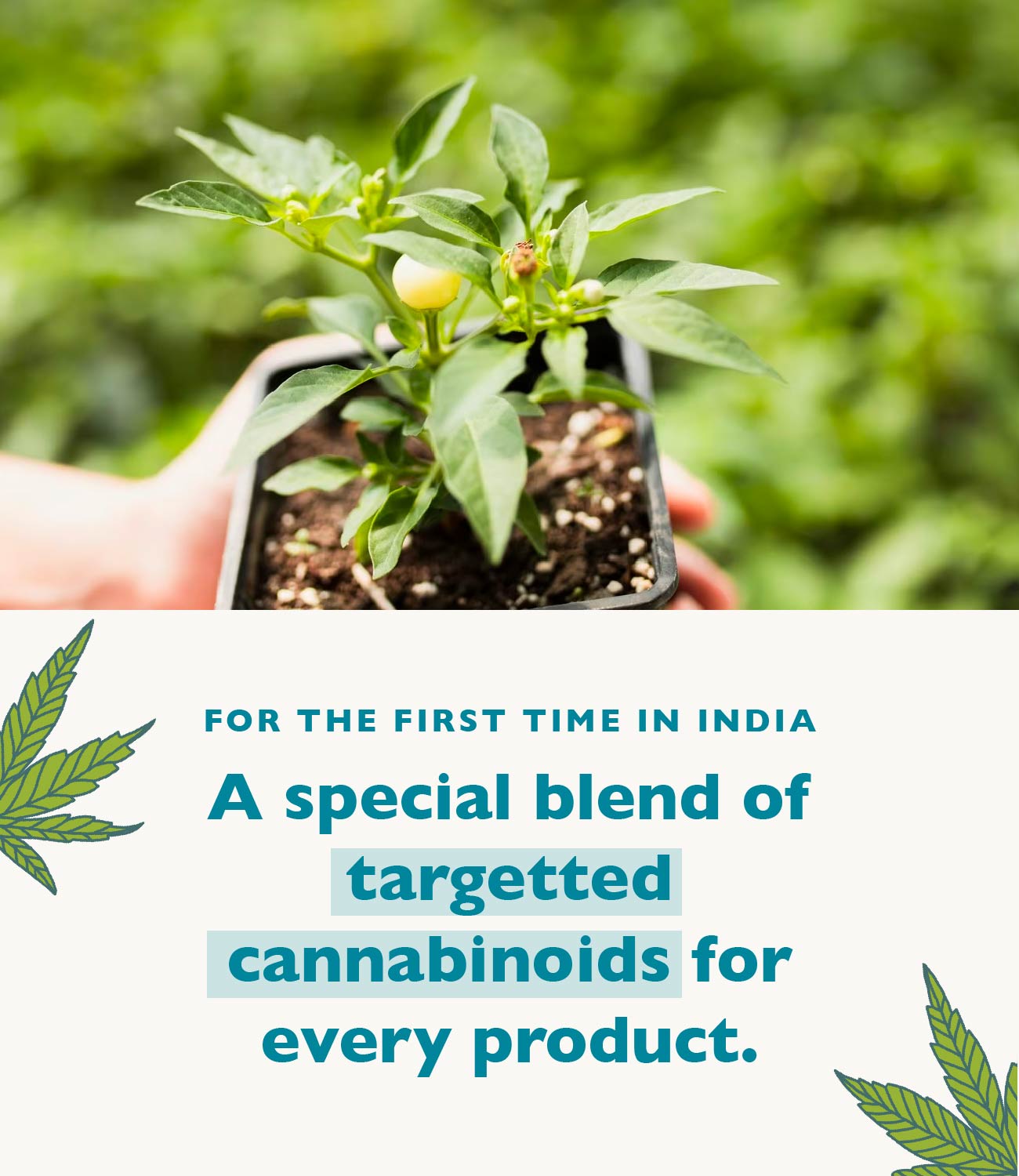 blend-of-cannabinoids-leafs