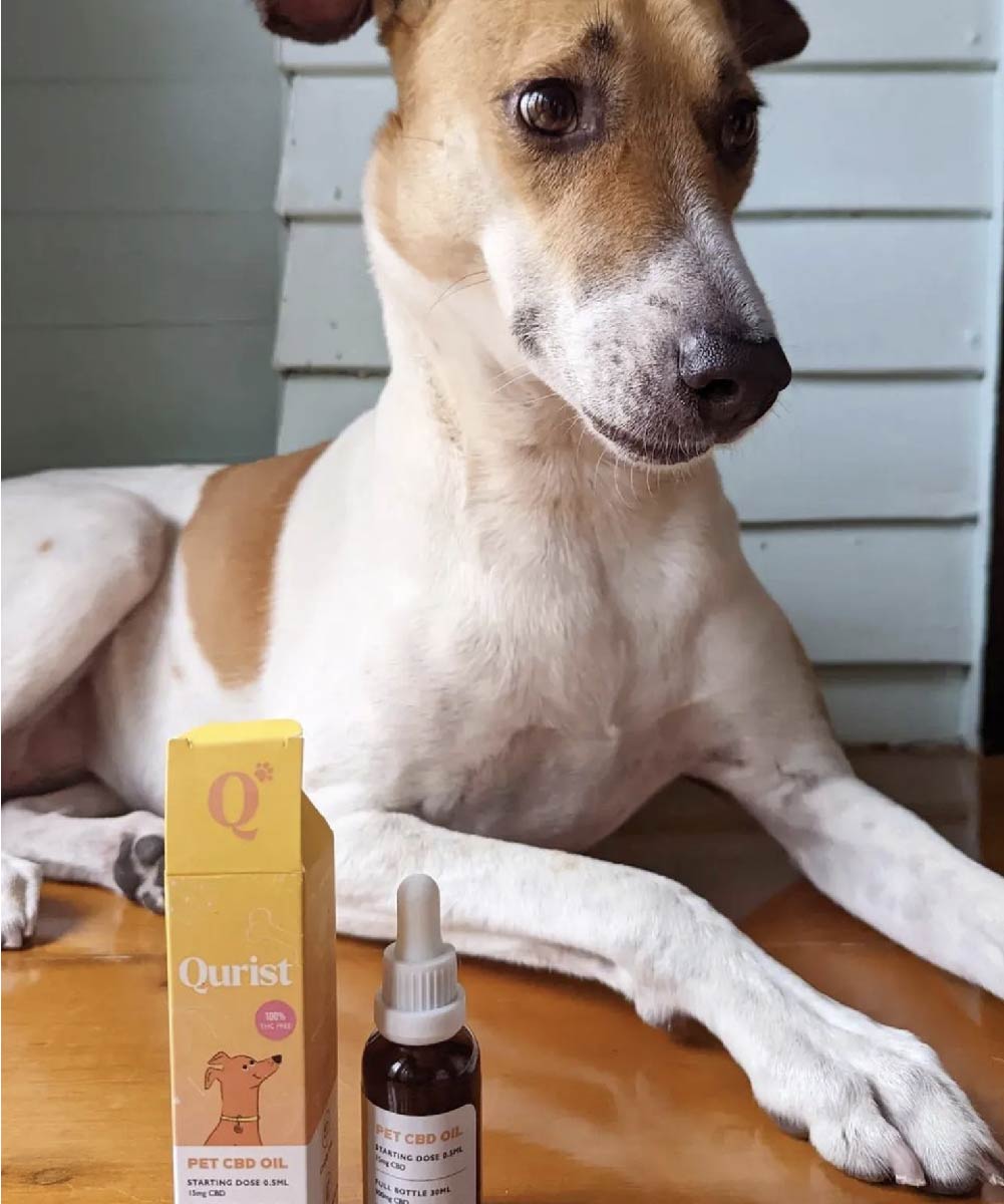 pain relief CBD oil for pets