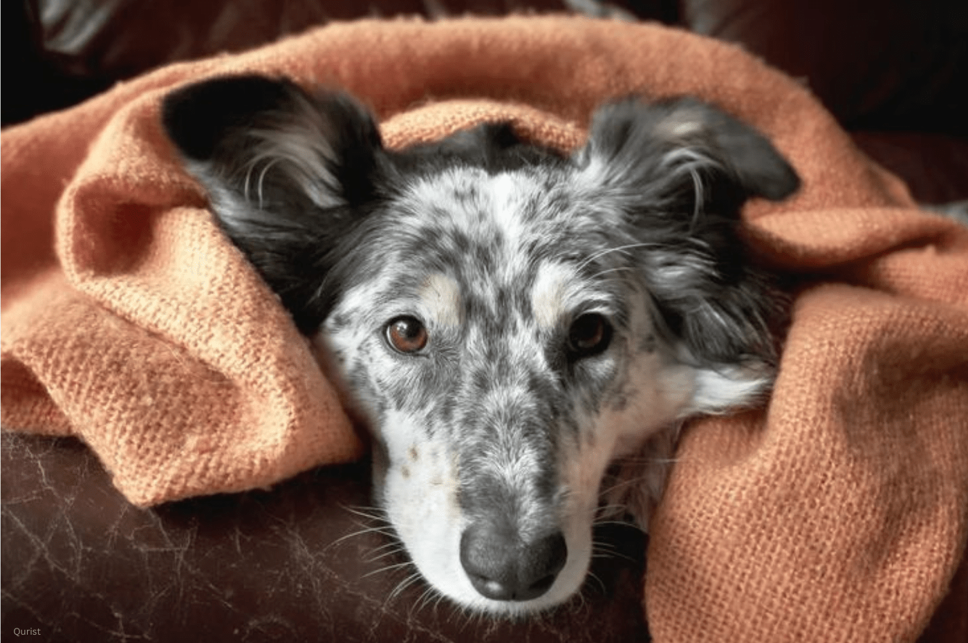 Apoquel Alternatives for Your Dog