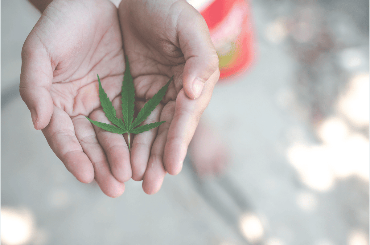 Cannabis and liver health