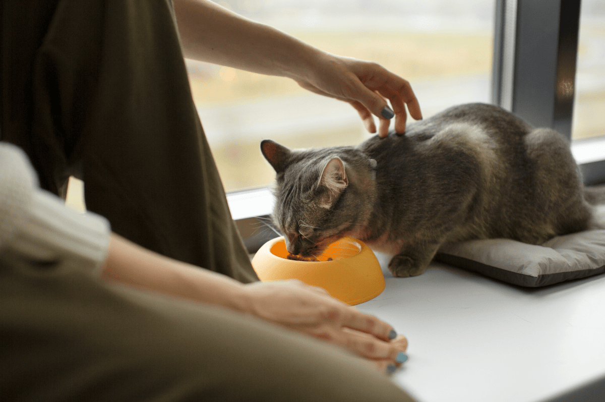 Cat CBD Dosage Chart Qurist