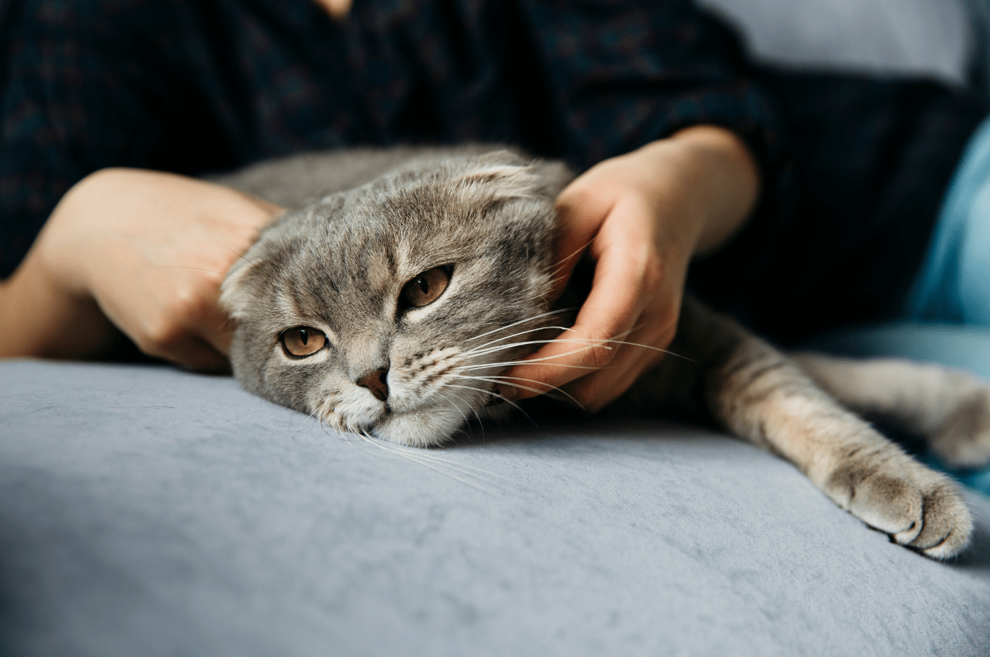 CBD for Cat Inflammation