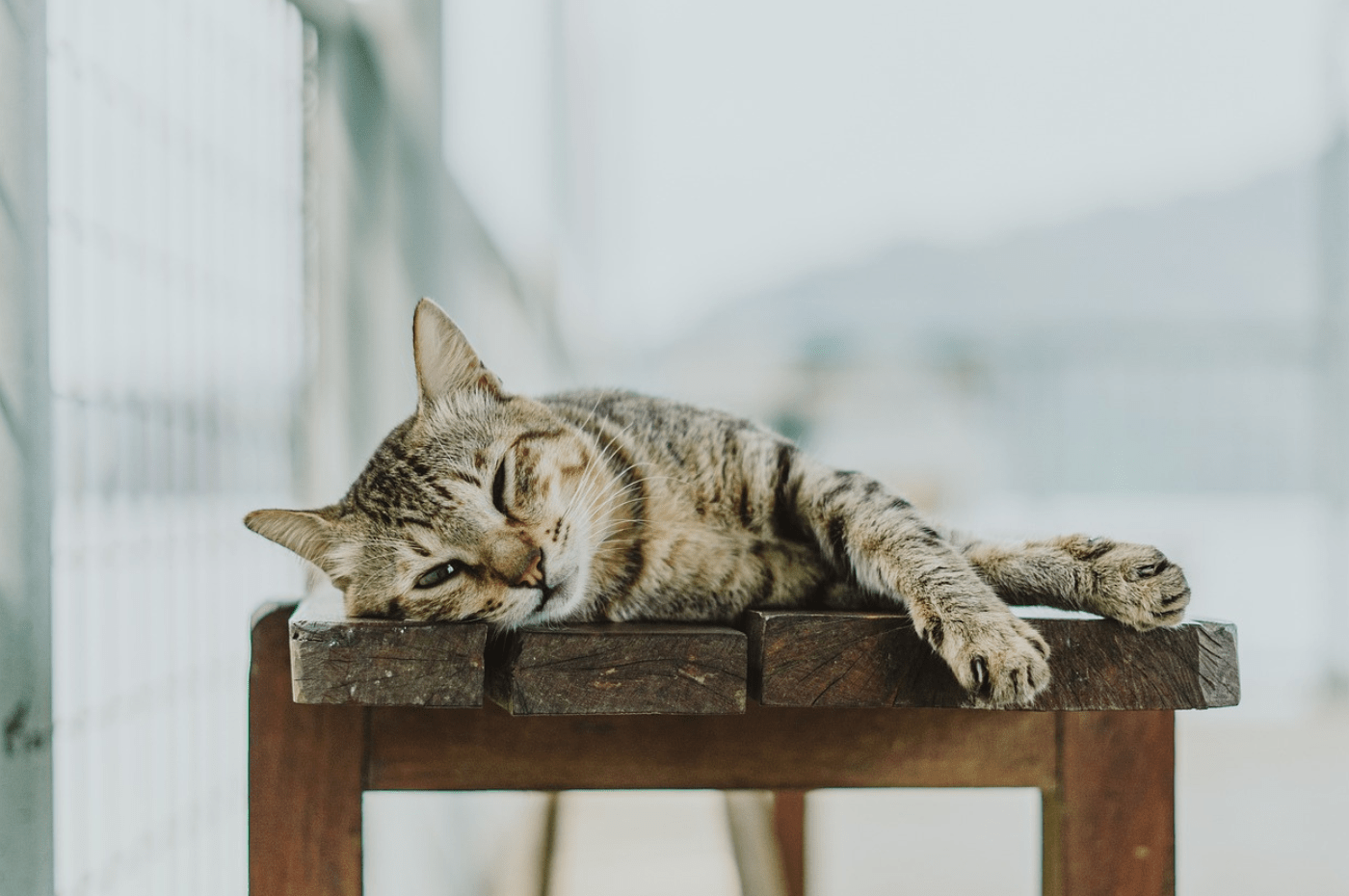 CBD for Cats with Arthritis