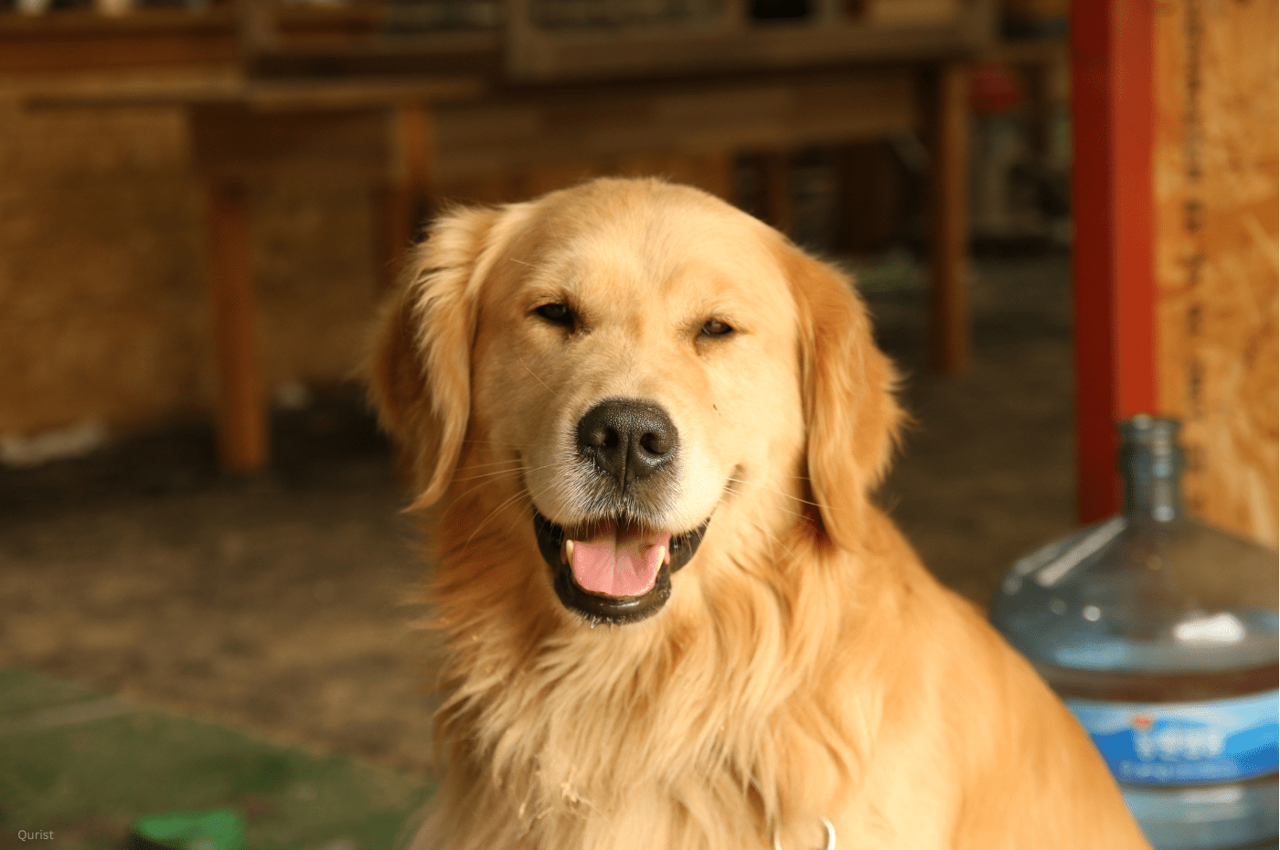 CBD for Dogs with Cushing’s Disease