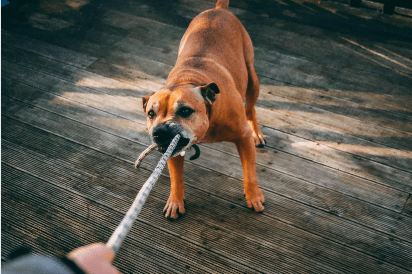 CBD Oil for Managing Aggression in Your Cats and Dogs