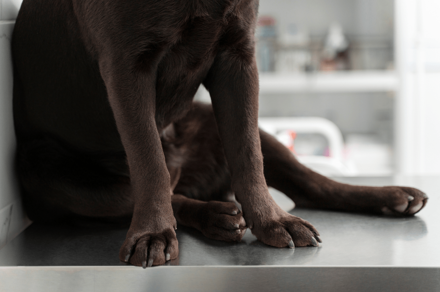 signs of joint pain in dogs