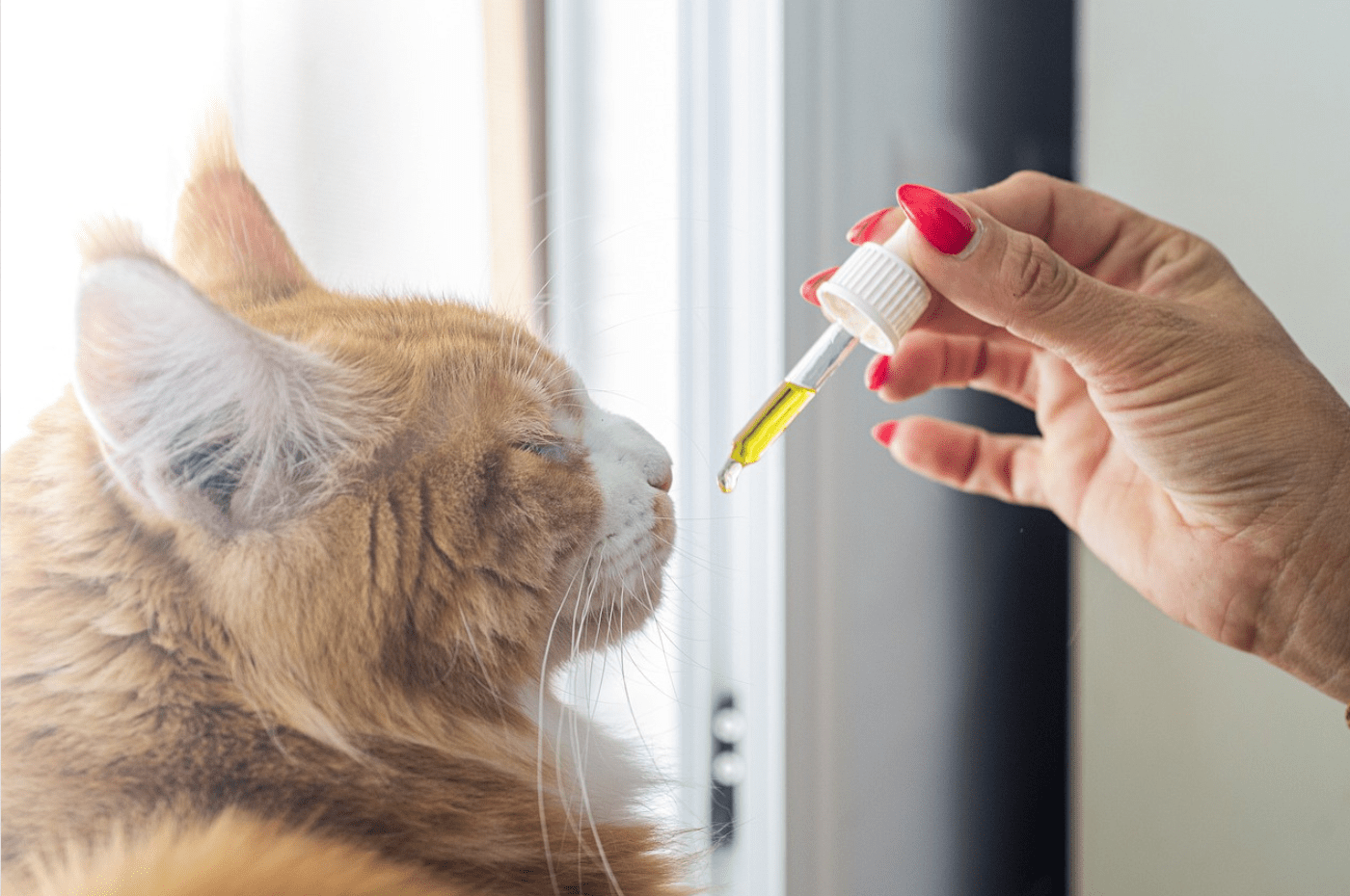 Does CBD Get Cats High?