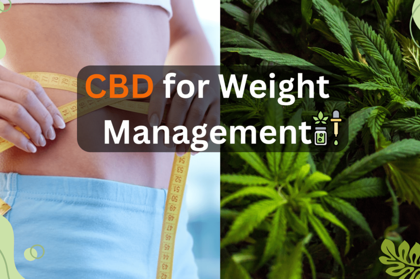Exploring CBD Oil for Weight Management