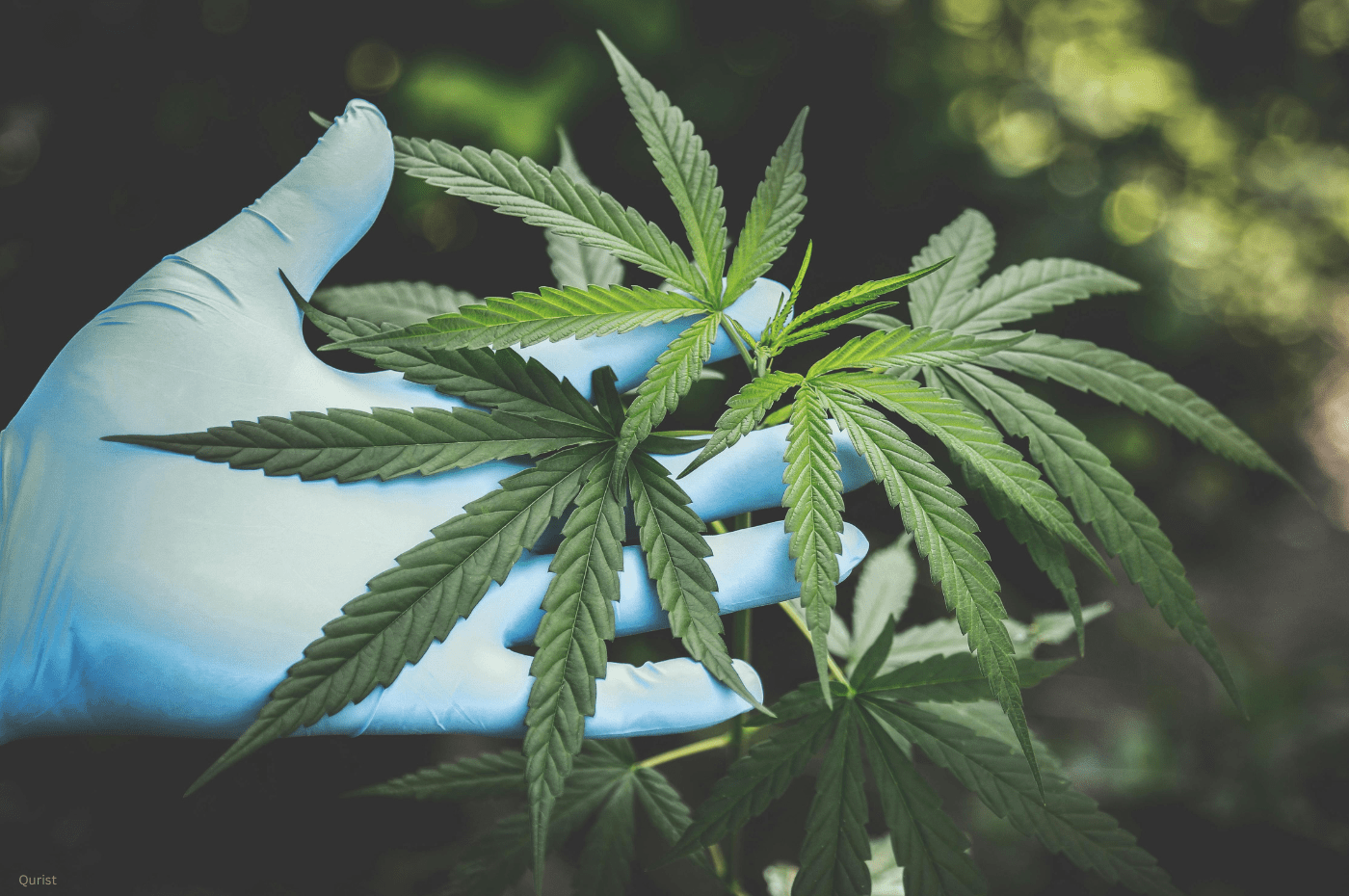 From Taboo to Medicine: The Marketing Evolution of Cannabis in India