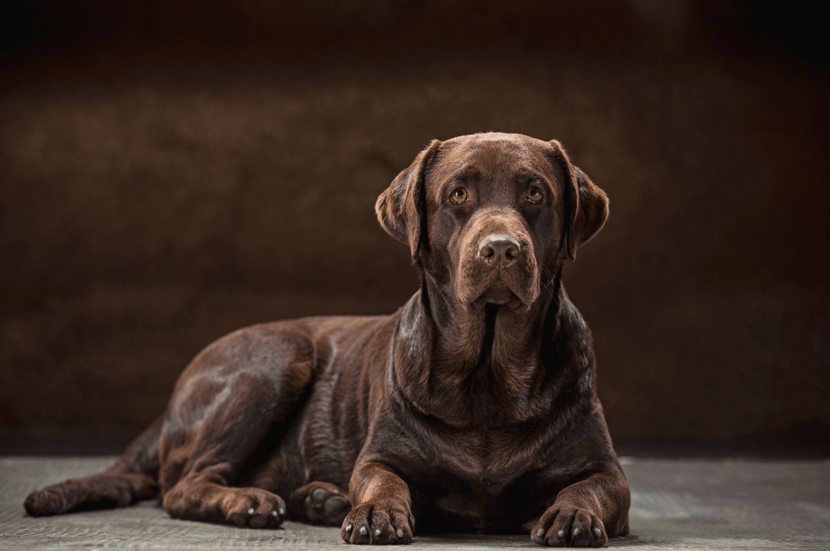 Best cbd oil for dogs with hip dysplasia hotsell