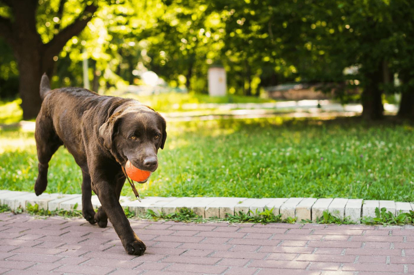 How CBD Can Help Hyperactive Dogs?