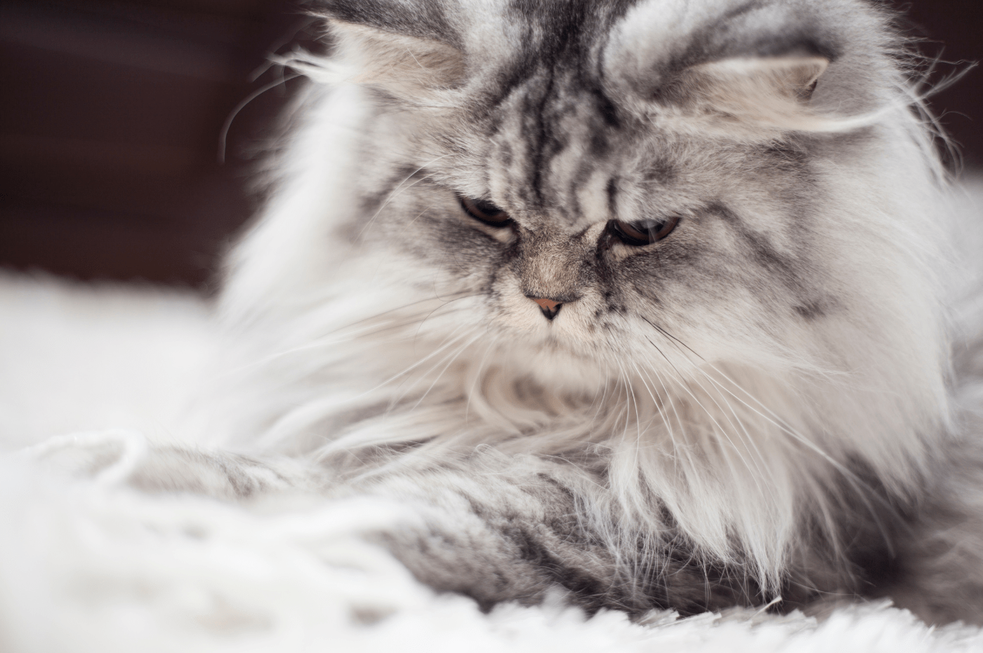 Signs of Stress in Cats & Tips to Help Them Feel Calm