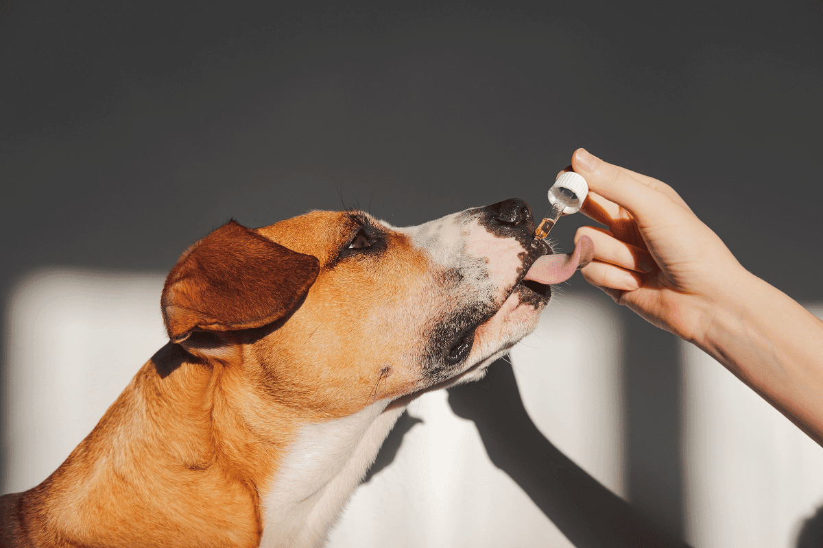 Taking care of a dog with epilepsy at home