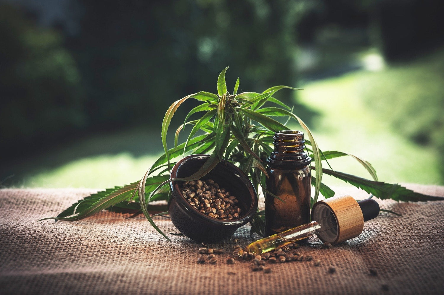 Cannabis in Ayurveda