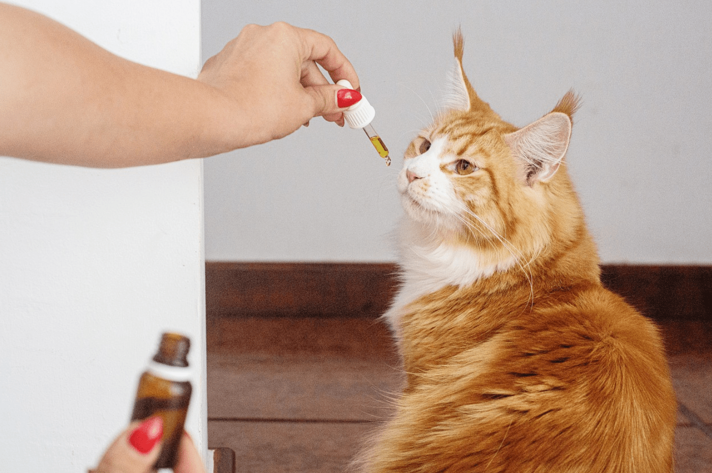 Vet Recommended CBD for Cats