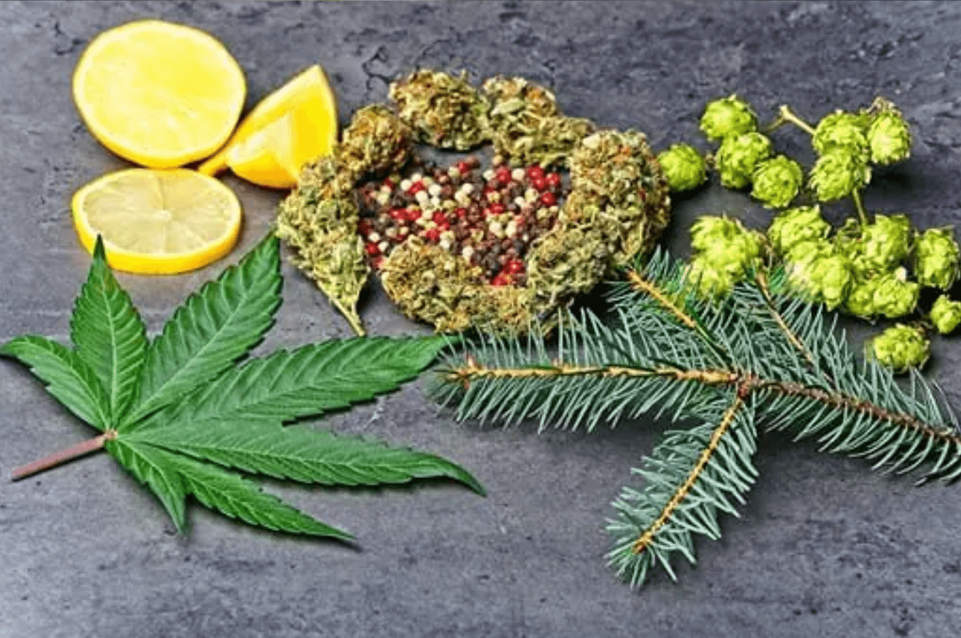 terpenes in cbd