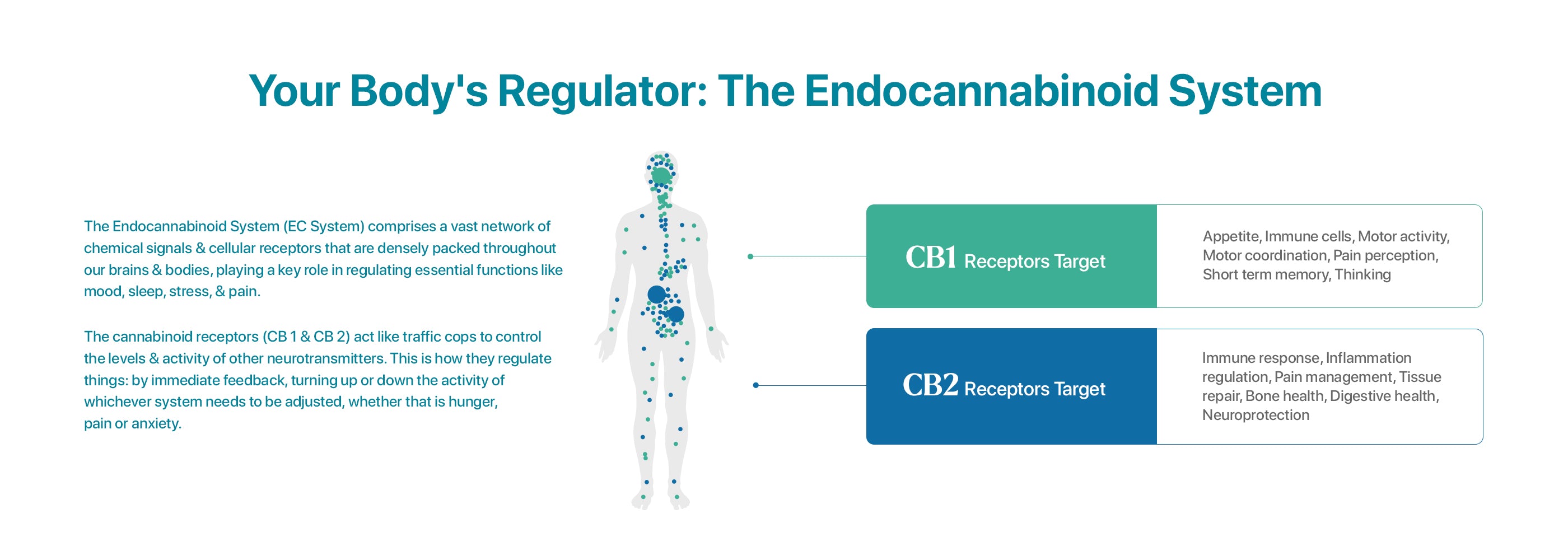 the endocannabinoid system