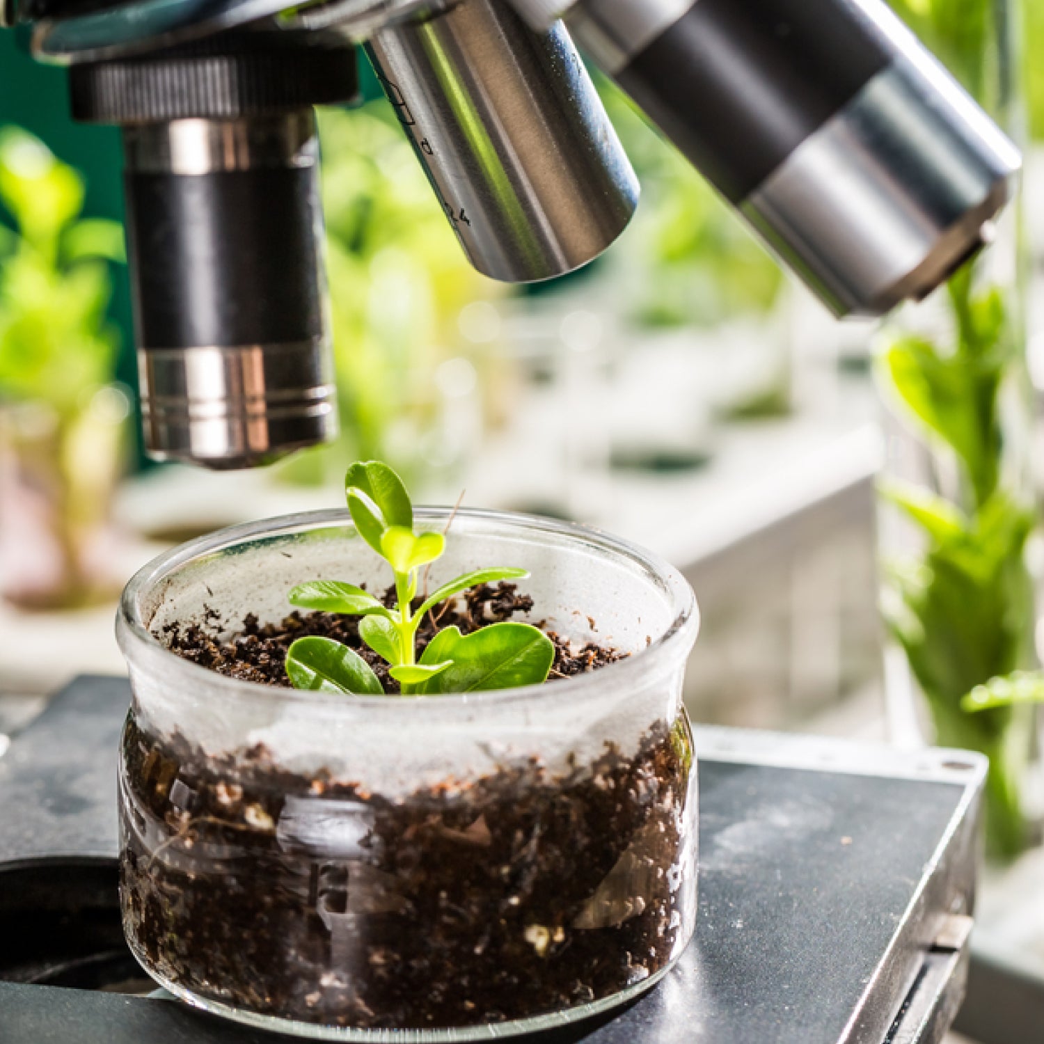 understanding-plant-science-research-and-development-phase