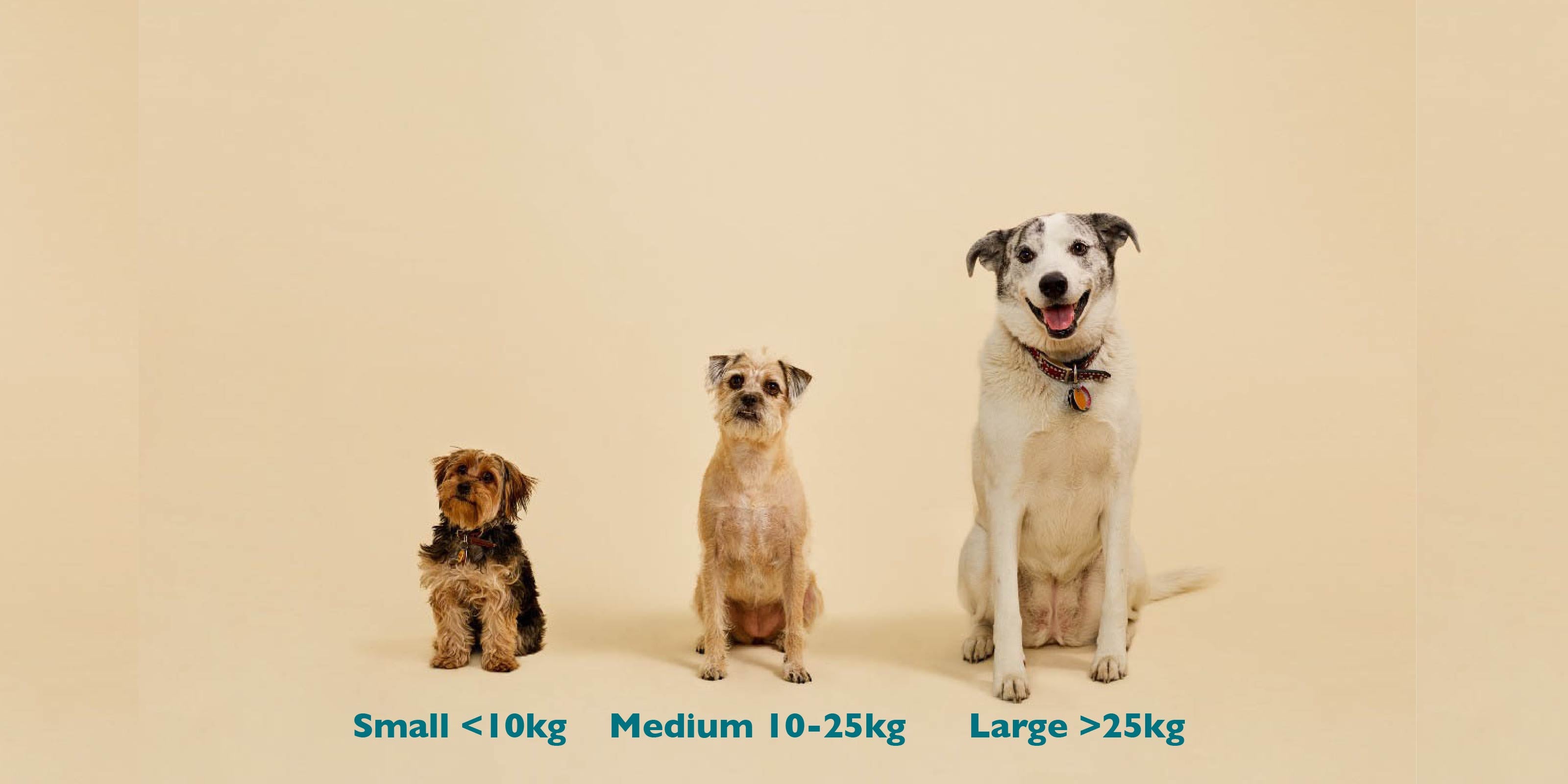 CBD dose for dog as per weight