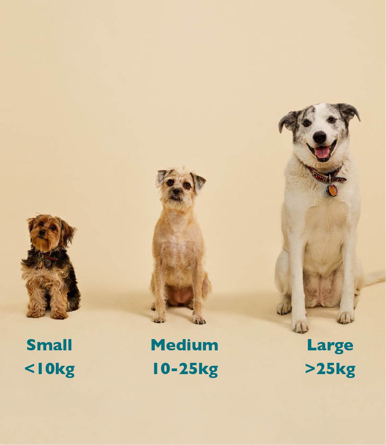 choose correct CBD dose for dog as per weight